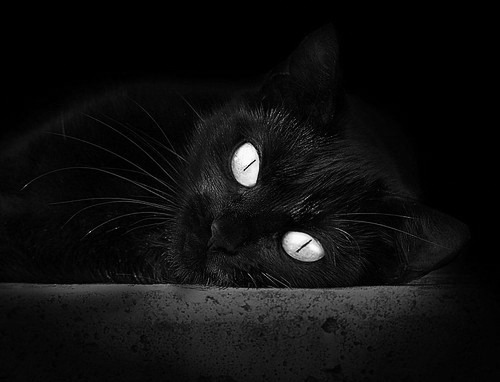 APEX英雄 青年联赛吸引新秀,apex2021比赛